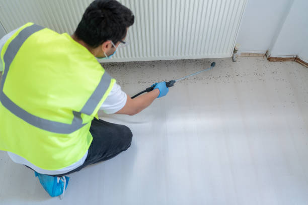 Best Fumigation Services  in Wolf Trap, VA